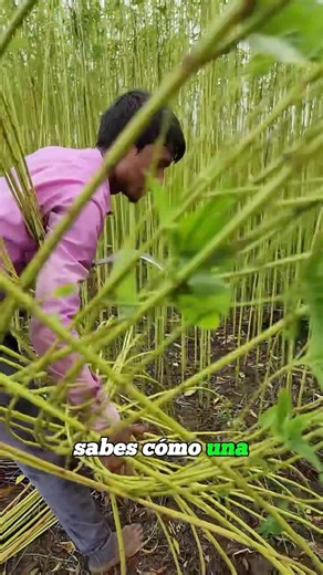 How Jute Fiber Is Actually Harvested？#shorts
