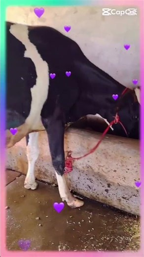 فارم پر آسٹریلین بل کی خوبصورت بچھڑی #cow #farmlife #buffalo #farmer