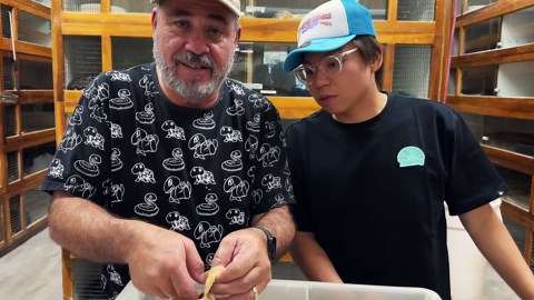 HATCHING NEW BABY PYTHONS