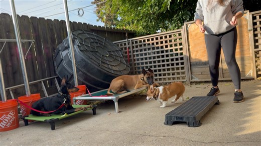 This little Corgi is a little over a week into her training program and already learning that paying attention pays off. Right now, we’re keeping things light and fun—turning distractions into opportunities for engagement. The goal isn’t perfection yet—it’s building awareness and focus through short, intentional games that help her want to check in. It’s always amazing to see how quickly young dogs start to understand that their name means, “Hey, something good’s about to happen!” 🐾 Good start,