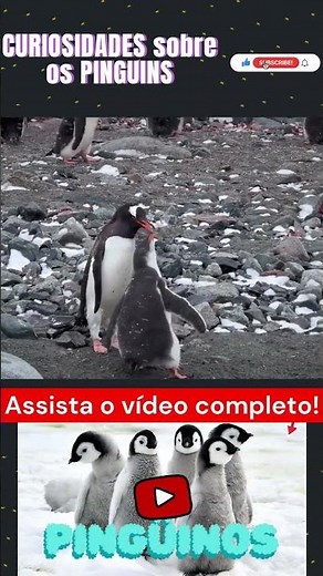Fun Facts About Penguins Part 10 #penguin #birds #animal #animals