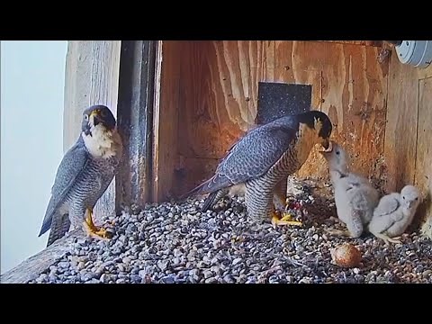 Peregrine Falcon, Full Story of baby Falcon With Amazing Footage