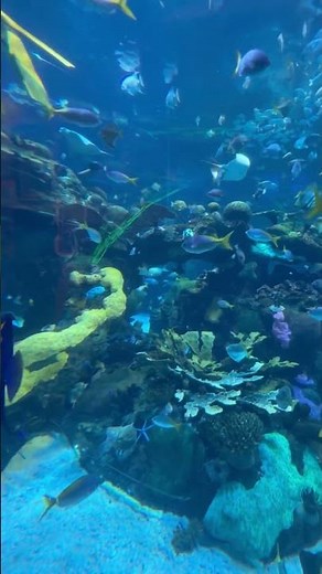 Aquarium Silverton Casino Las Vegas