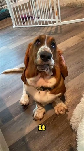 Basset Hound Is NOT Stupid 🐾🧠 | This Is a Myth #shorts #dog #pets #animals #petshorts #animalfacts