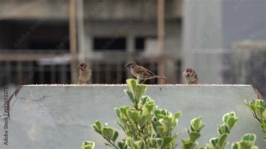 Old World Sparrow birds pecking seeds on a concrete wall.