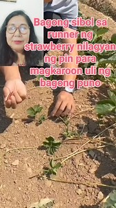 Pag pin ng sibol sa runner ng strawberry para maging bagong puno #technique #strawberry #planting #Reproduce #creative #informative | Shirley Chavez Mendoza