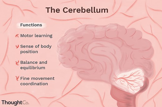What Is the Cerebellum Portion of the Human Brain?
