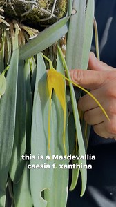 Meet the Masdevallia caesia f. xanthina, an exceptionally rare and sought-after orchid! Unlike its species, which is known for its grayish tones, this unique genetic form dazzles with vibrant yellow flowers. To keep it happy, it requires very specific care: it needs very low, indirect light, cool temperatures that drop significantly at night (from 15-21°C to 7-13°C), extremely high humidity (above 80%), and consistent watering so its substrate never dries out. This is a spectacular orchid! • • •