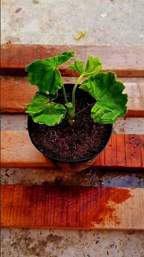 how to Grow geranium //Easy method #shorts #gardening #geranium #plant #cutting #grow