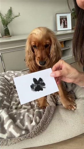 Adorable Paw Print Art Adventure #dogpawprint #pawprints #pawprintkit