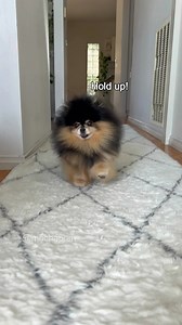 58K views · 3K reactions | What do you think? 殺 Using Mocha’s very own grooming products of course Sirius Alpha by Mocha Pom | Mocha Pom | Facebook