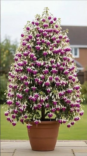 This is a beautifully pruned fuchsia tree #airplants #flowers #gardening #garden #orchids