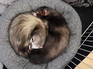 How Can You Introduce Two Ferrets To Each Other Properly?