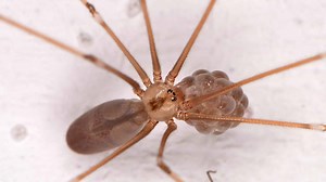 Are Daddy-Longlegs Spiders Venomous or Dangerous?