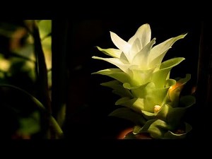 हल्दी के फूल के फ़ायदे Haldi ke phool ke fayde||हल्दी के फायदे और नुकसान : Haldi Benefits in Hindi||