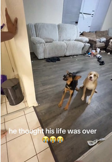 Dogs React to Masks: A Funny Compilation