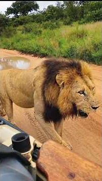 Ndhzenga Lion with His Entire Family | Kruger National Park