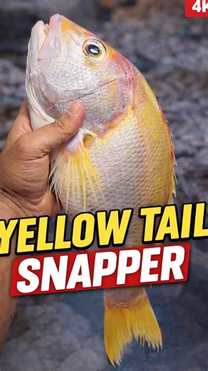 🎏⚠️ Watch How Clean This Yellowtail Snapper Is Cut! #shorts