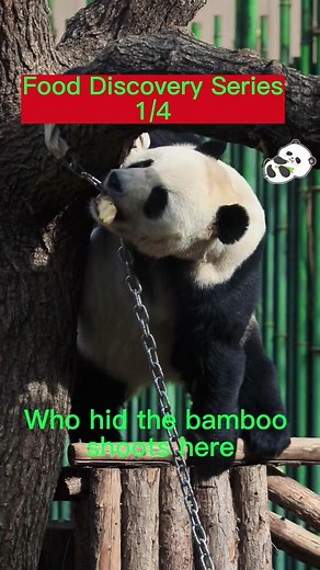 Food Discovery service 1/4#pandas #animal #cutpet #foryoupage #charmingnaive #foryou #eating #discovery