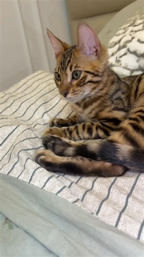 Marsel & Kevin Bengal Cats on Instagram: "Podpischikdan kelgan video. Yegʻlatdi meni😭 shu teksni yozishimi iltimos qildila. Instagramga qoyin digablari ucgun qoyvoman😢😭. Onajonim… menga juda yaxshi qarayapsiz. Silaysiz, bag‘ringizga bosasiz. Mani kasalligimni ko‘rib, siz ham ich-ichingizdan qiynalib ketayotganingizni bilaman… Lekin onajon, men sizni ko‘rib kuch olaman. Sizning mehringiz mani oyoqda tutyapti. Mani og‘rig‘imdan ko‘ra sizning ko‘zlaringizdagi yosh mani ko‘proq og‘ritadi… Iltimos