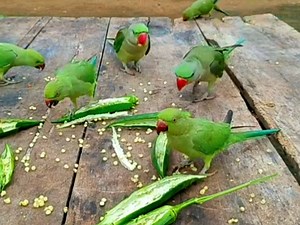 561K views · 10K reactions | A flock of parrots is eating a piece of wood | BIRD 24 | Facebook