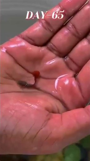 guppy fish amazing transformation guppy fish grow ❤️ #love #aquarium