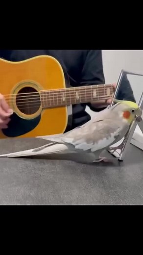 Best Cockatiel Singing Performance Compilation
