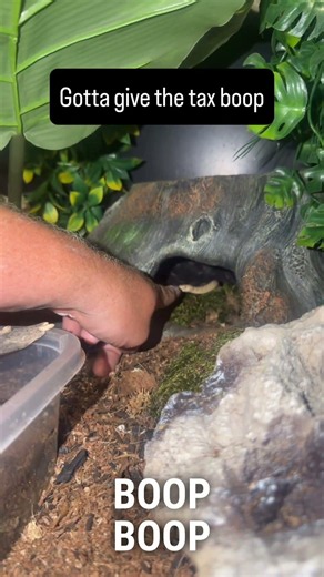 Full garter video on YouTube #gartersnake #snake #reptile #reptilelover