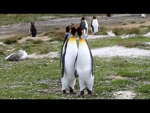 King Penguin Courtship Behavior