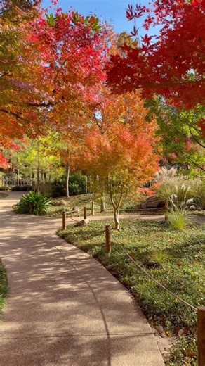 🍁 Fall color in the Japanese Garden is here! 🍁 Our Japanese maples are showing off their most vibrant colors right now, and they’ll be stunning for the next week or two. With perfect weather coming up this weekend, it’s the ideal time to experience one of the Garden’s most beautiful seasonal moments! #FWBG #FortWorthBotanicGarden | Fort Worth Botanic Garden