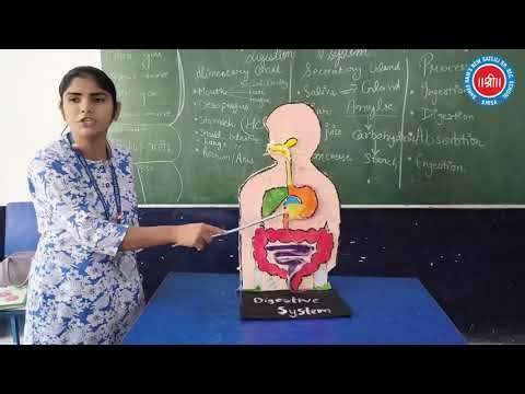 🌟 Digestive System Model Project | Easy Science Project for Students 🧬