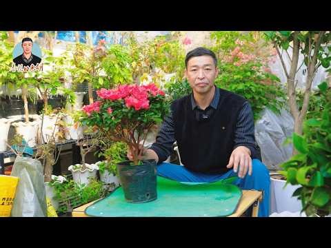 Detailed tutorial on repotting azaleas, ensuring each plant thrives after repotting. #Azalea #Lov...