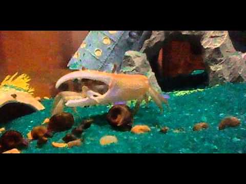 How to care for a fiddler crab