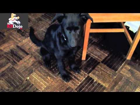 K9Dojo: How to Crate Train a German Shepherd Puppy