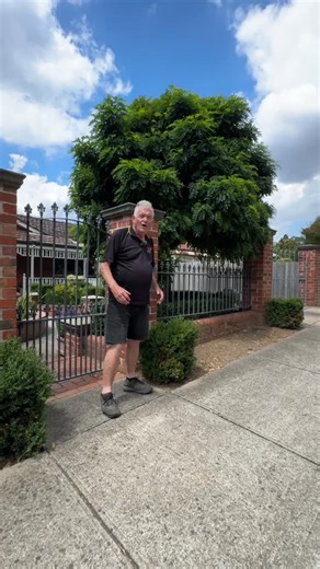Hello Hello Plants on Instagram: "Want a feature tree that looks polished all year… without being fussy to grow? 🌳✨𝐑𝐨𝐛𝐢𝐧𝐢𝐚 𝐌𝐨𝐩 𝐓𝐨𝐩 (Robinia pseudoacacia inermis) is the classic “ball on a stick” tree loved for its neat shape, thick strong trunk, and lush green canopy that stays beautiful through 𝘧𝘳𝘰𝘴𝘵, 𝘩𝘦𝘢𝘵, 𝘢𝘯𝘥 𝘥𝘳𝘺 𝘈𝘶𝘴𝘴𝘪𝘦 𝘴𝘶𝘮𝘮𝘦𝘳𝘴. . 👉𝙊𝙧𝙙𝙚𝙧 𝙮𝙤𝙪𝙧𝙨 𝙣𝙤𝙬 𝙖𝙣𝙙 𝙖𝙙𝙙 𝙞𝙣𝙨𝙩𝙖𝙣𝙩 𝙨𝙩𝙧𝙪𝙘𝙩𝙪𝙧𝙚 𝙩𝙤 𝙮𝙤𝙪𝙧 𝙜𝙖𝙧𝙙𝙚𝙣: go to our websi