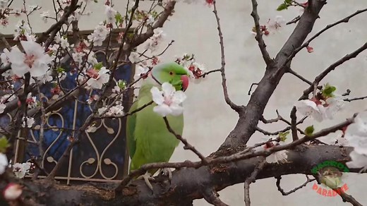 3.2K views · 401 reactions | Beautiful Parrot Chirping | Parrot Paradise | Facebook