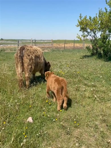buy mini highland cows where to buy mini highland cows near me can you buy mini highland cows in australia where to buy mini highland cows in texas can you buy mini highland cows where to buy mini highland cows in ohio how big do mini highland cows get where can i buy a miniature highland cow buy mini highland cattle buy miniature highland cow buy miniature highland cow australia mini highland cows australia mini highland cows alberta mini highland cows as pets mini highland cows arizona mini hi