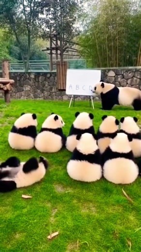Panda Teacher Teaches Baby Pandas 🐼📚#PandaClass #ViralAnimals#viral #panda #zoo #cute