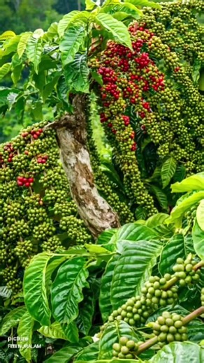 Exploring the Mistar Coffee Robusta Clone