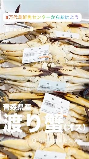 青森県産 渡り蟹（オス）🦀 #万代島鮮魚センター #万代島鮮魚センターからおはよう #shorts