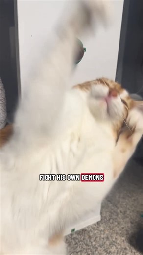 Fred, Fagioli, Bruce, and Biggie 🐈🐈‍⬛🐶 on Instagram: "Fred does NOTHING in moderation. . . . . #catsofinstagram #orangecats #orangecat #orangecatenergy #orangecatenergy #funnycats #funnycat #catlovers #catlover #weirdcats #loudcat #adventurecat #fredthecat #fearlessfred #cattok #catsoftiktok #catloversgram #funnycatvideos #animals #pets #happycats #happycat #goodvibes #funnycatvideo #cat #cats #kitty #kittens #cattok #cattoker #orangecatsoftiktok #funnycatsoftiktok"