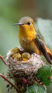 A hummingbird doesn’t just drink — it specializes in extracting nectar with perfect precision. Fun fact: Their tongues are forked and use capillary action to draw nectar at lightning speed. Un colibrí no solo bebe — se especializa en extraer néctar con precisión absoluta. Dato curioso: Su lengua es bifurcada y usa acción capilar para absorber el néctar a gran velocidad. #NectarMaster #BirdGenius #EveTechTales #HailuoAI | Evetechtales