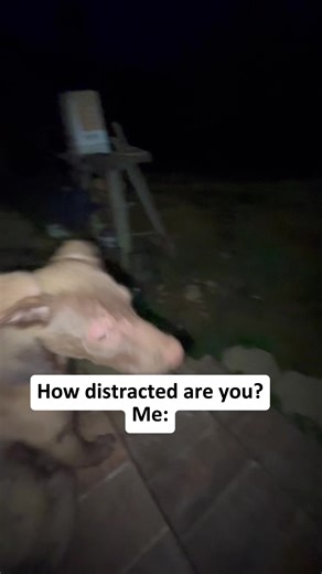 Dogs Getting Scared: Hilarious Reactions