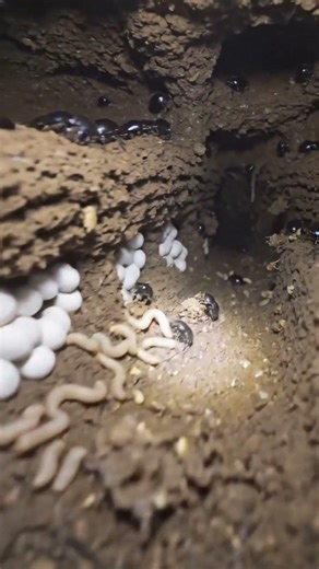 Ground Beetle Documentary: Ultra-Realistic Life Inside Their Underground Colony