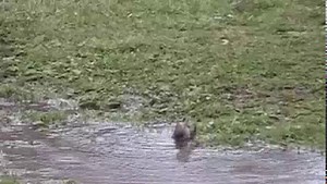 Bird In Puddle 2 (Wide Screen)