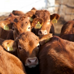Livestock Management - PSDF