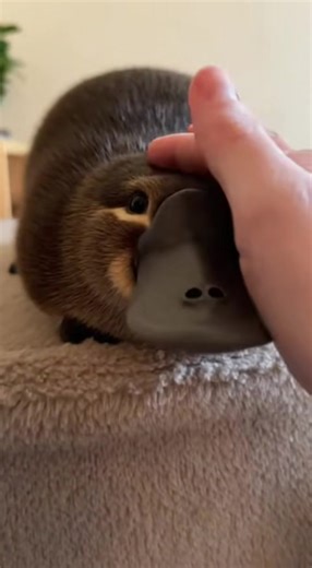 #Platypus #foruyou #yfp #cute | platypus