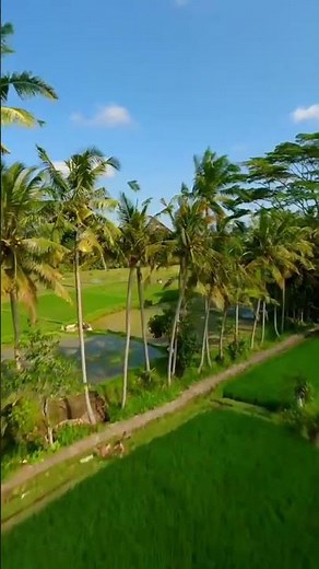 “Beautiful Rice Fields in Asia – Relaxing Countryside View"