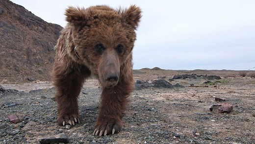 “The Rarest Of The Rare”: Watch A Gobi Bear Mom And Cub Find Water In The Desert