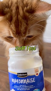 33K views · 5.4K reactions | How do you think your cats would react to these items? | The Oreo Cat | Facebook